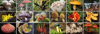 téléchargement (4)